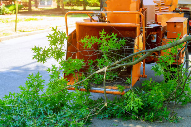 Best Tree Removal Near Me  in Deatsville, AL